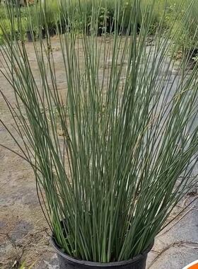 灯芯草苗盆栽新鲜绿植湿地公园水生植物观赏造景龙须草苗清热去火