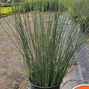 灯芯草苗盆栽新鲜绿植湿地公园水生植物观赏造景龙须草苗清热去火