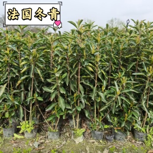 法国冬青树苗直立围墙篱笆丛生耐寒耐旱工程苗木四季常青庭院植物