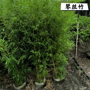 人面竹紫竹琴丝竹金镶玉竹凤尾竹熊猫竹室内书房桌面绿植国风搭配