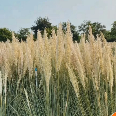 多年生造景花叶蒲苇矮蒲苇