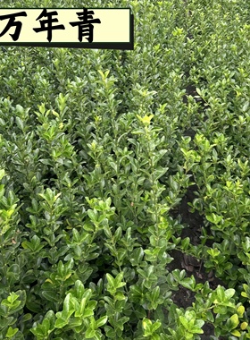 工程绿篱万年青大叶黄杨绿化苗庭院篱笆围墙植物耐寒耐旱好养易活