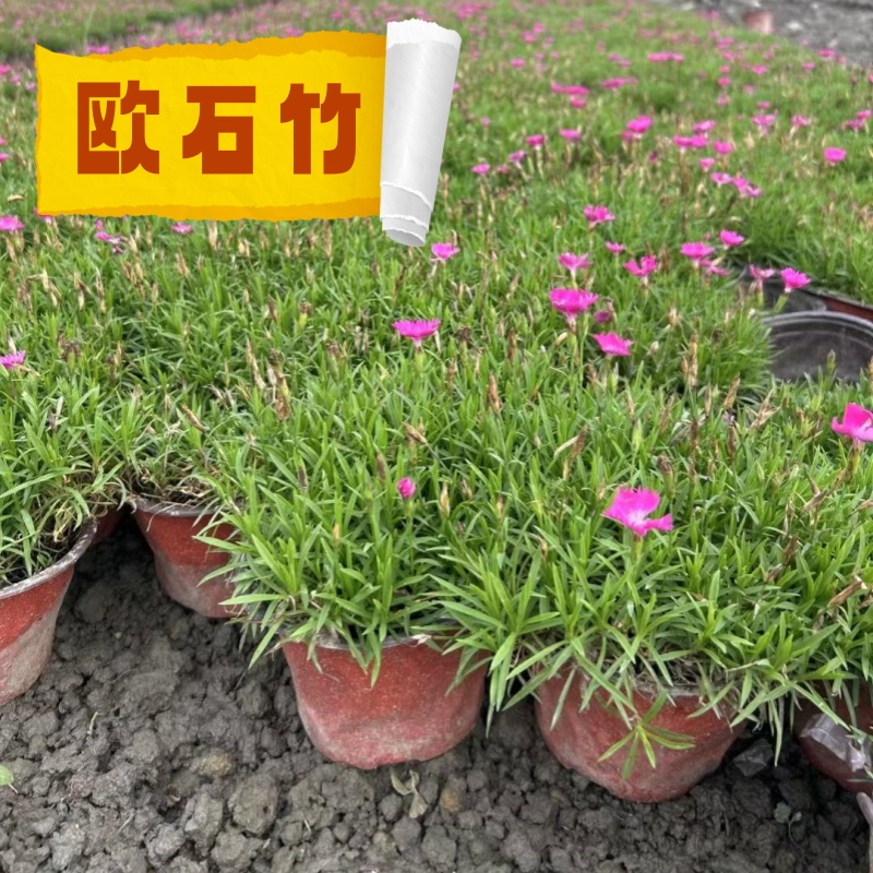 欧石竹四季开花草坪耐寒花苗