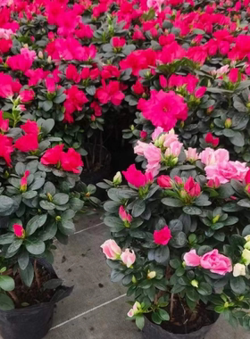 比利时杜鹃开花老桩杜鹃花盆栽苗