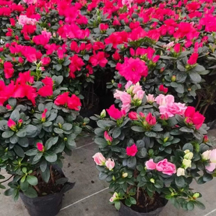 杜鹃花盆栽开花植物干枝西洋杜鹃花苗老桩比利时杜鹃成都直发