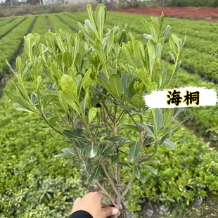 海桐球四季常青树苗开花气味芳香围墙绿篱笆耐寒工程园林行道绿化