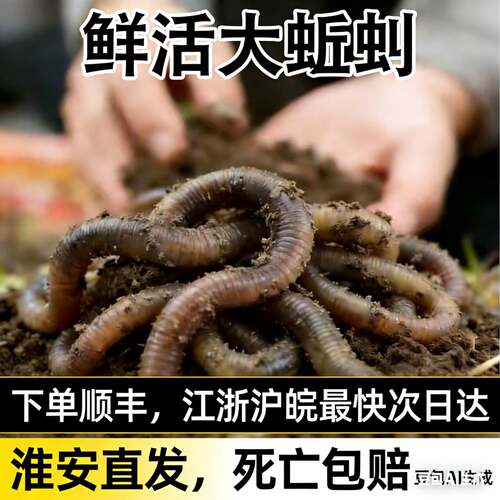 鲜活饵料包邮钓黄鳝青蚯蚓特大黑蚯蚓活饵野钓黄鳝活体饵料钓黄鳝