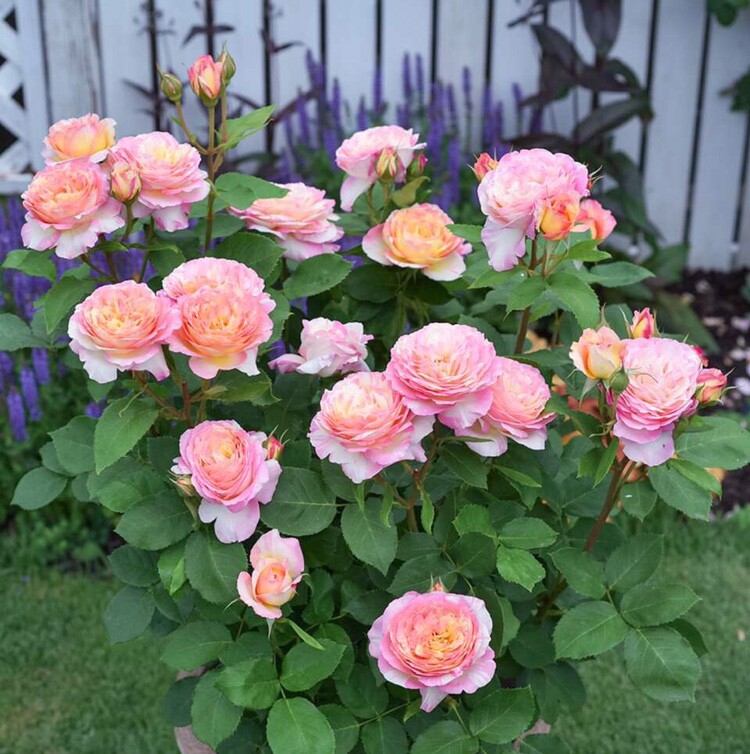 欧月 灌木 夏加尔马克夏卡尔 月季 切花盆栽地载香花大花复色品种