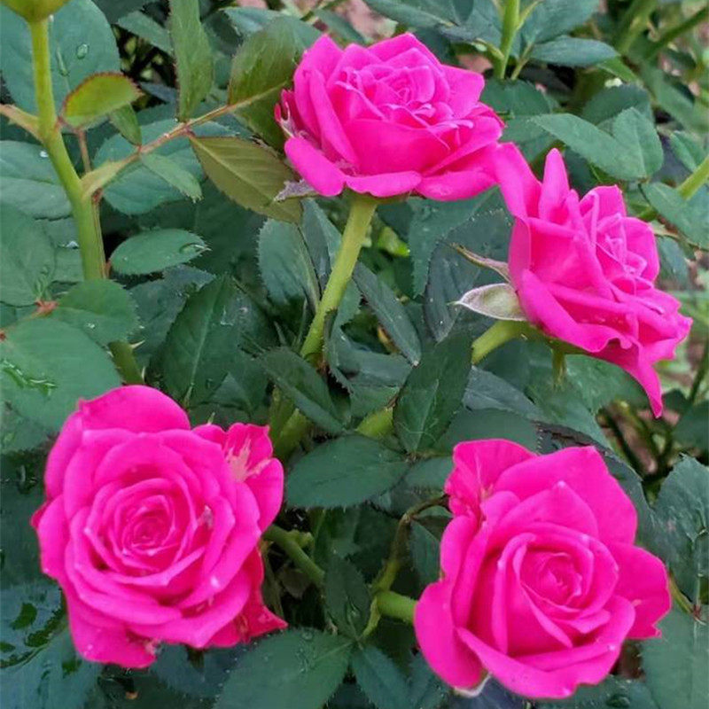 钻石玫瑰 玫红 阳台小盆栽多花勤花四季开花不断植物带花苞发货在类目 鲜花速递/花卉仿真/绿植园艺, 花卉/绿植盆栽（新）, 花卉中 - 来自Buy2taobao.com提供专业的淘宝代购服务