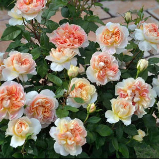 南瓜灯笼月季四季开花阳台花卉庭院地载玫瑰花苗 植物 蔷薇