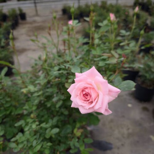 樱花巷微月花苗大花植物盆栽室内月季花卉观花带花苞多季开花植物