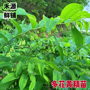 多花黄精盆景苗姜形大别山花粉盆栽植物老虎姜黄精倒苗100棵野外