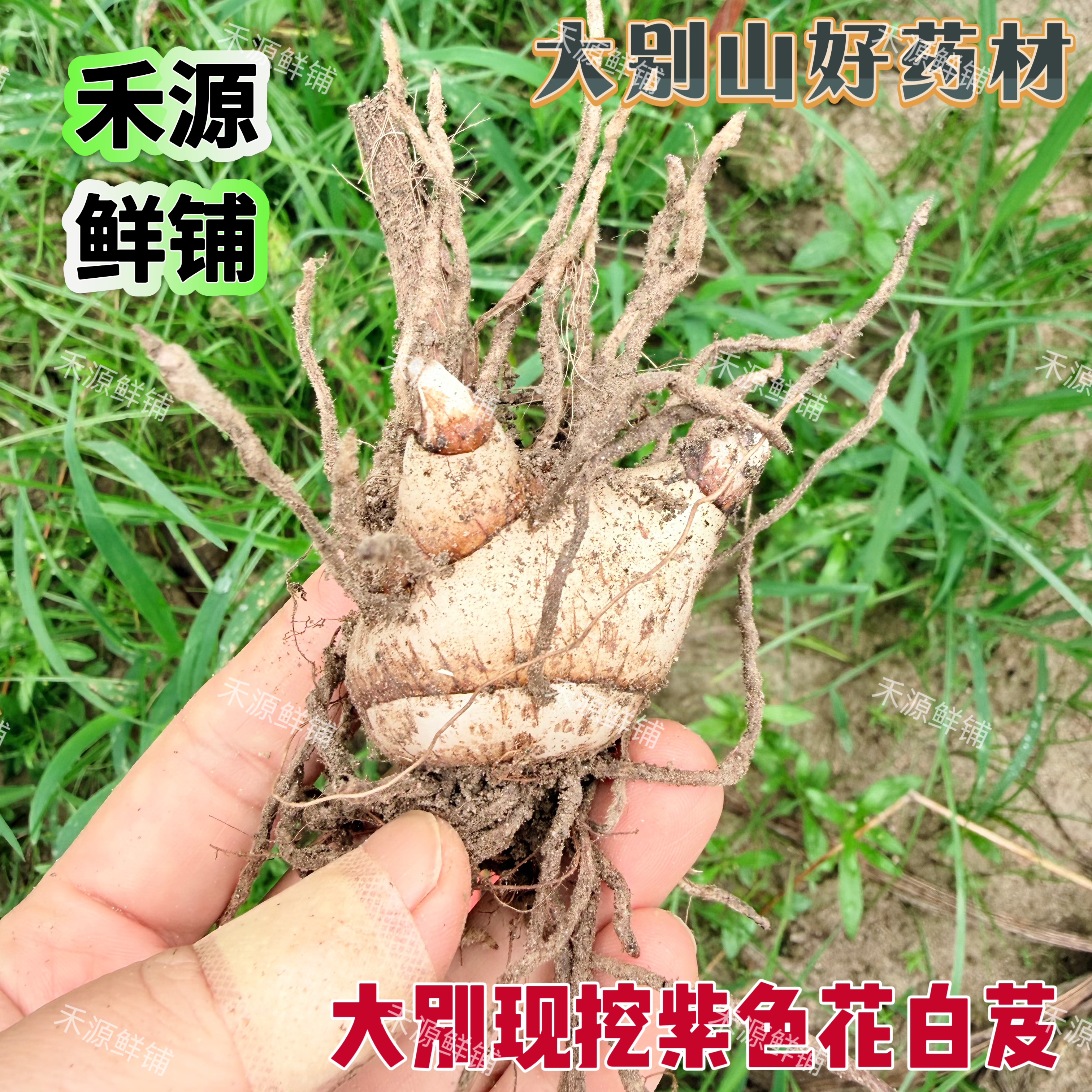 大别山新鲜白芨中药材紫色花鲜货