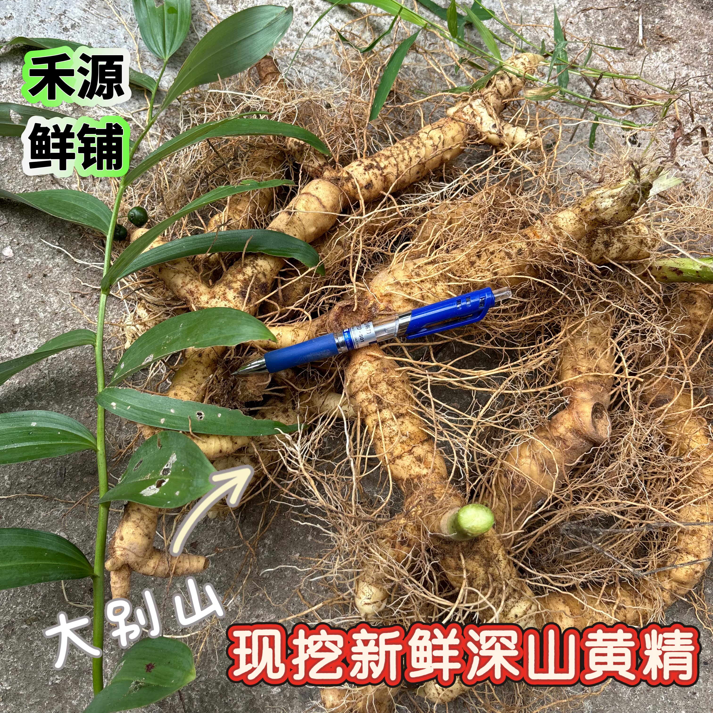 安徽金寨大别黄精新鲜深山农家现挖药材鸡头多花黄精包邮