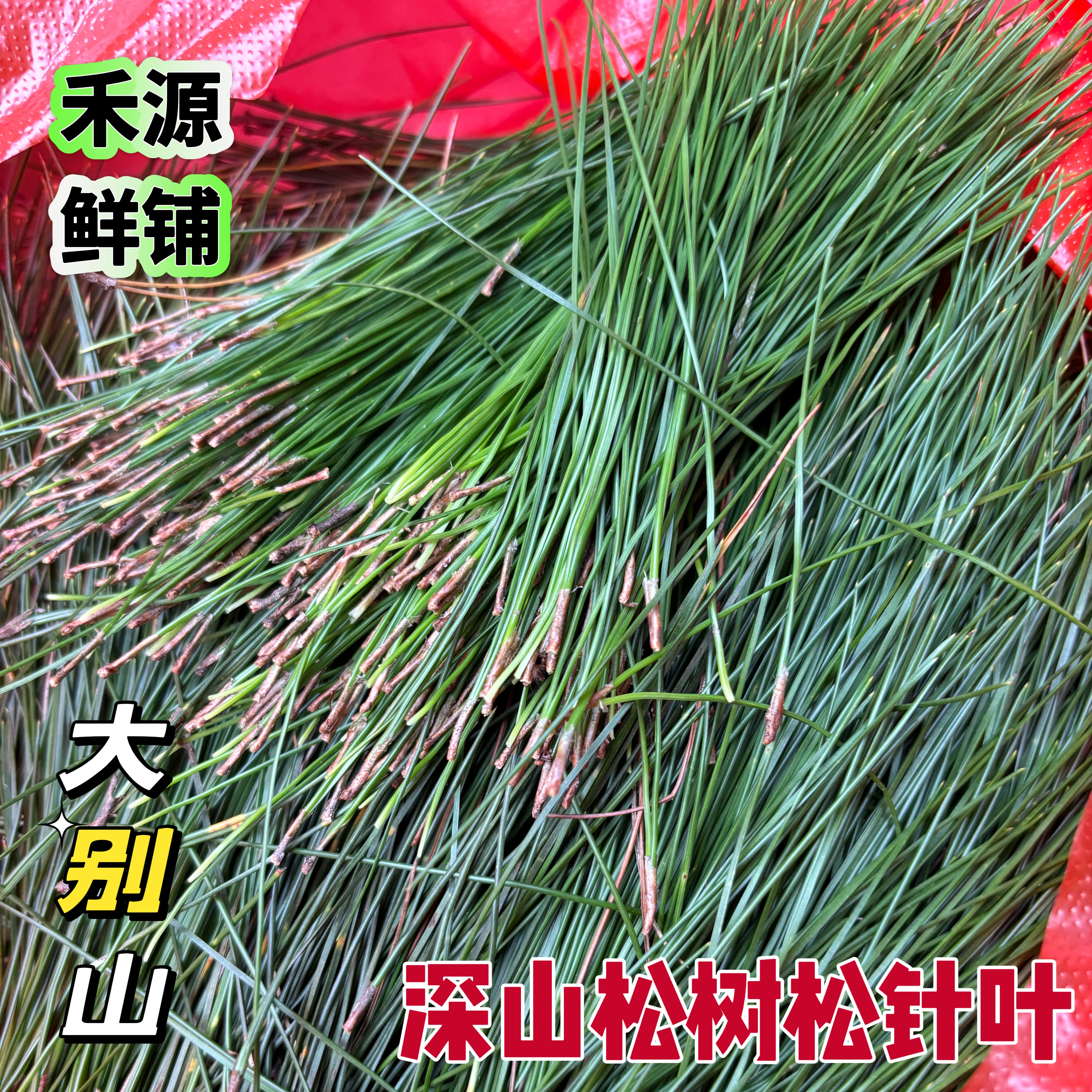 2026年安徽新鲜松针叶现摘现发松树叶子中药材蒸包子泡茶泡酒包邮