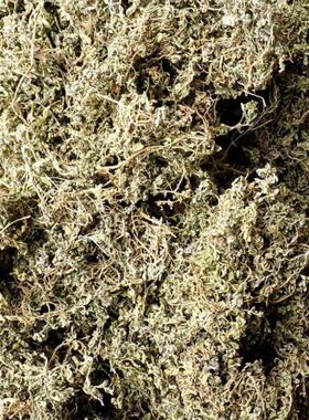 鹅不食草 鹅子不吃草 500g克 中药材初级农产品