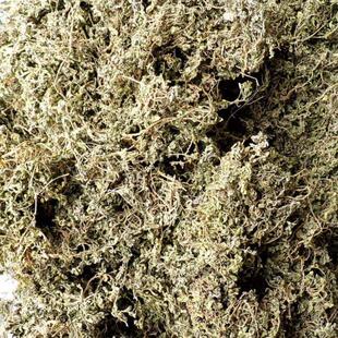 鹅不食草 鹅子不吃草 500g克 中药材初级农产品