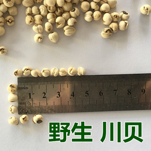 川贝 川贝母 怀中抱月 松贝尖贝 珍珠贝 米贝四川100g