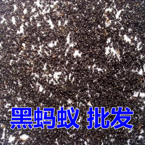 黑蚂蚁干 大黑蚂蚁 拟黑多刺蚁 长白山泡酒料 500g克包邮