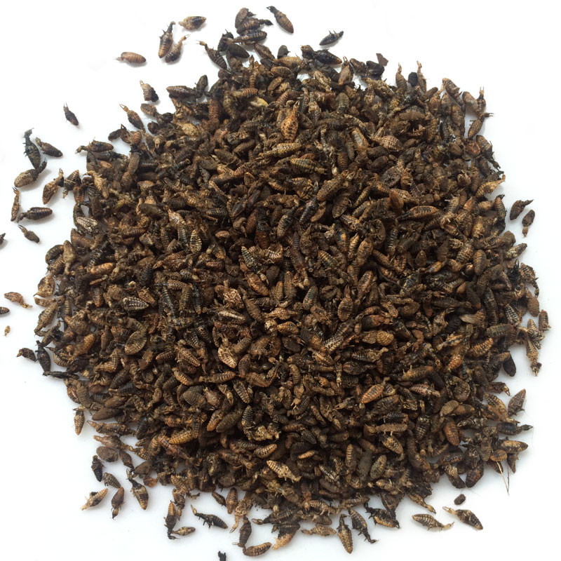 金沙牛 金砂牛 砂牛虫 蚂岭虫地牯牛蚁狮 纯净 10g克包邮