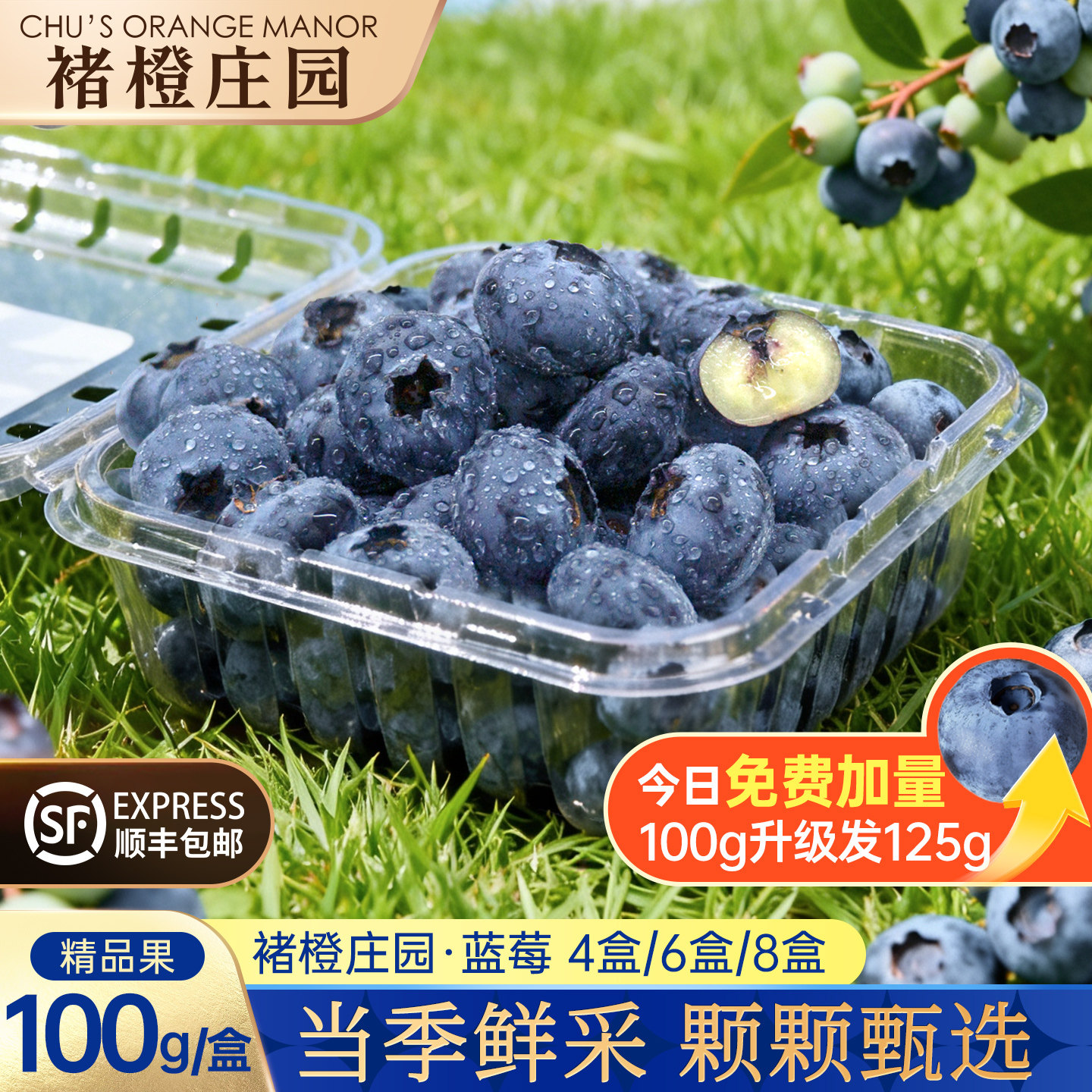 褚橙庄园银标蓝莓 【100g限量升级125g】