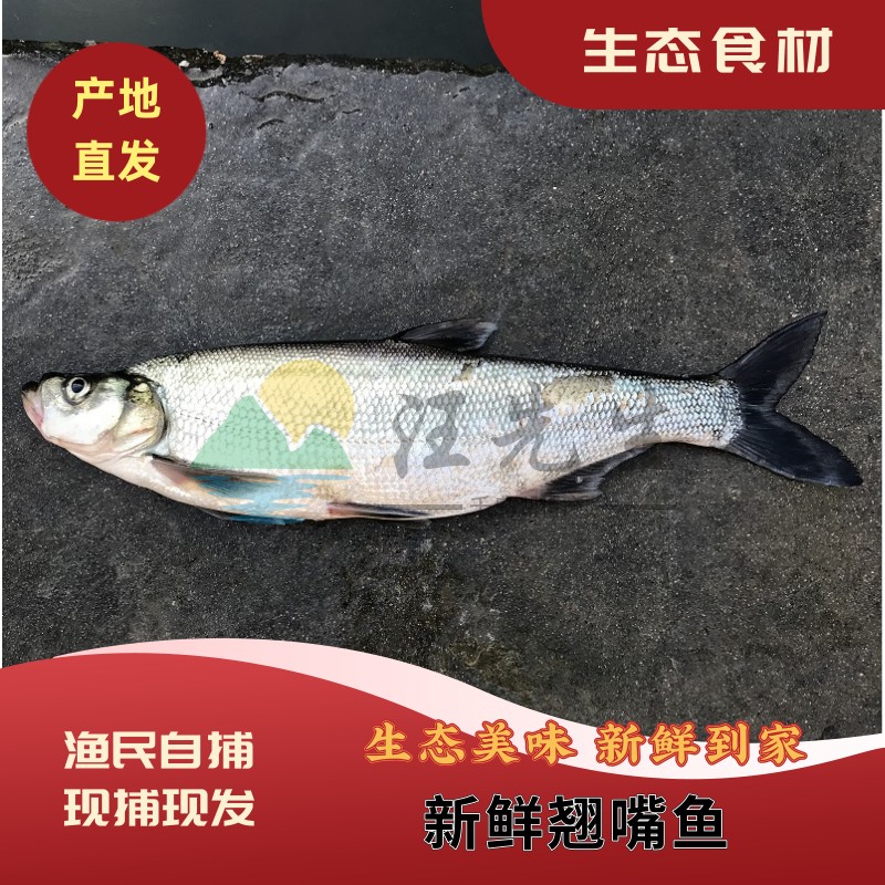 正宗千岛湖翘嘴鱼白水鱼鲜活淡水大白条刁子鱼米翘嘴鲌鱼活鱼现宰