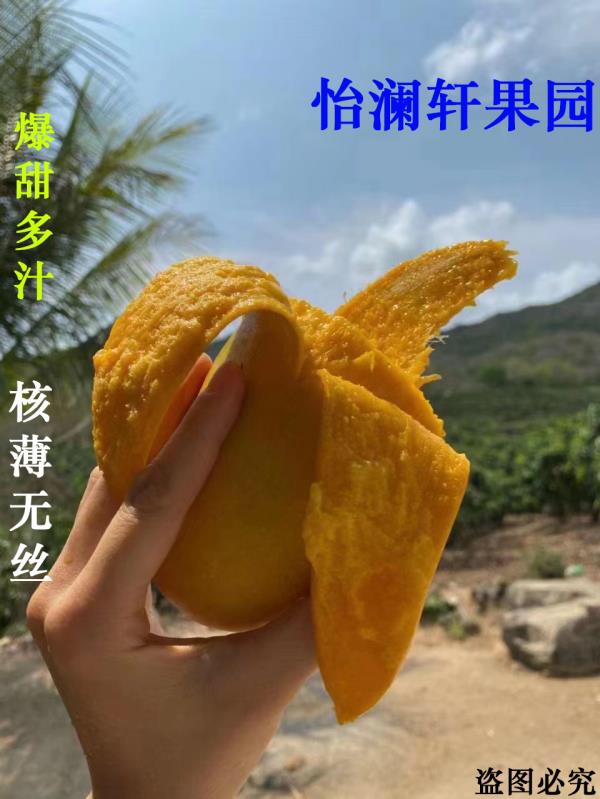 海南三亚芒果金煌芒贵妃芒台农芒农产品果园直发新鲜采摘顺丰包邮