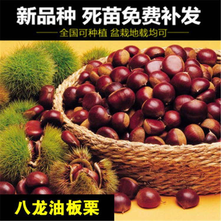 新品种八龙油板栗树苗适合南北方种植当年结果盆栽地