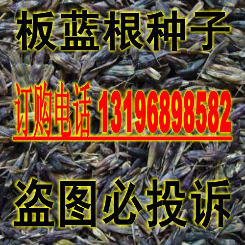 中药材种子板蓝根种子 纯新籽大青叶蓝靛青药食兼用 药材种子|ruв категории доставка цветов/цветок моделирования/растения садоводства, цветок/овощи и фрукты/газон семян (новая), домашнее садоводство семян - от Buy2taobao.com для оказания профессиональной услуги покупки агента Taobao