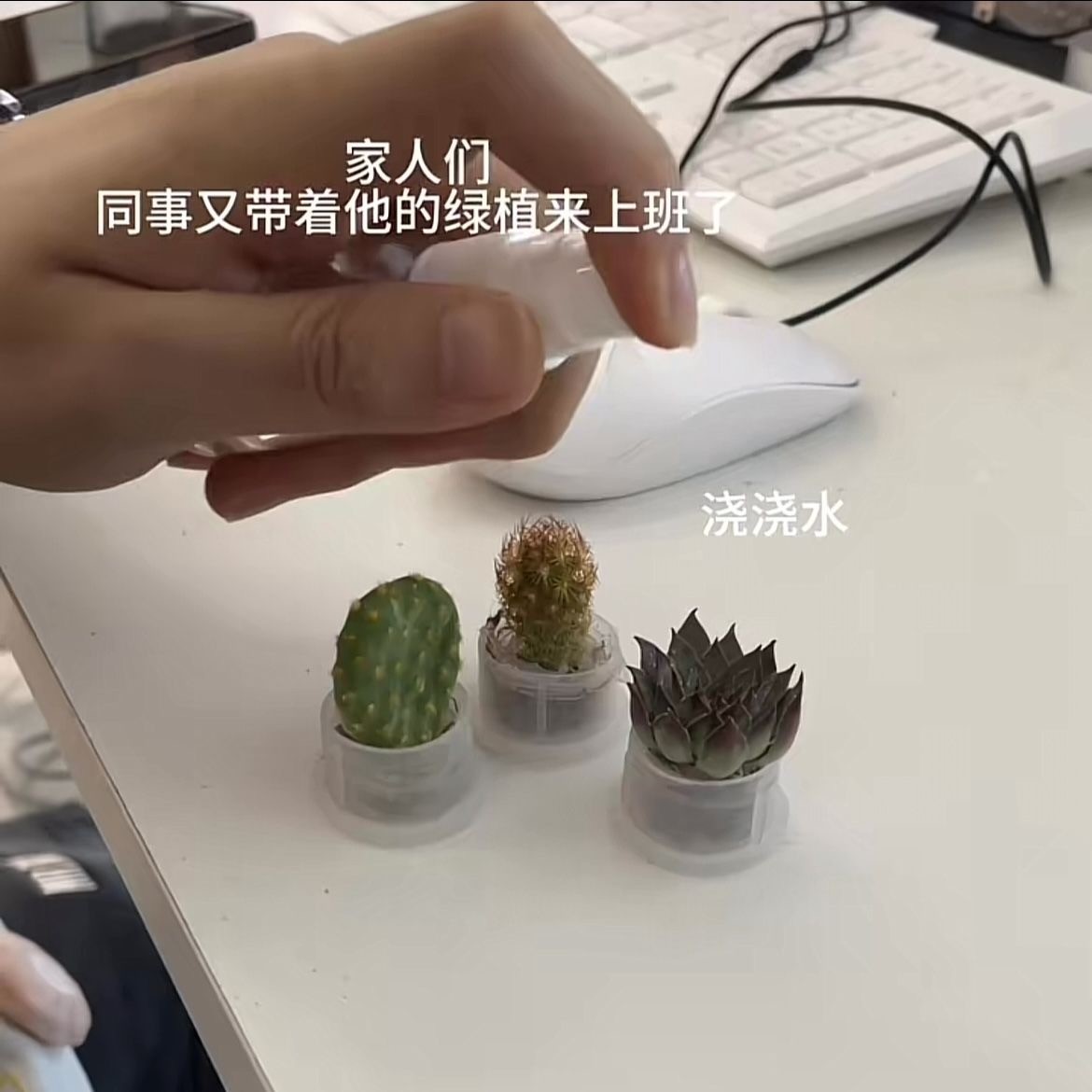 小红书同款创意迷你多肉植物挂件微缩景观钥匙扣情侣闺蜜学生礼物