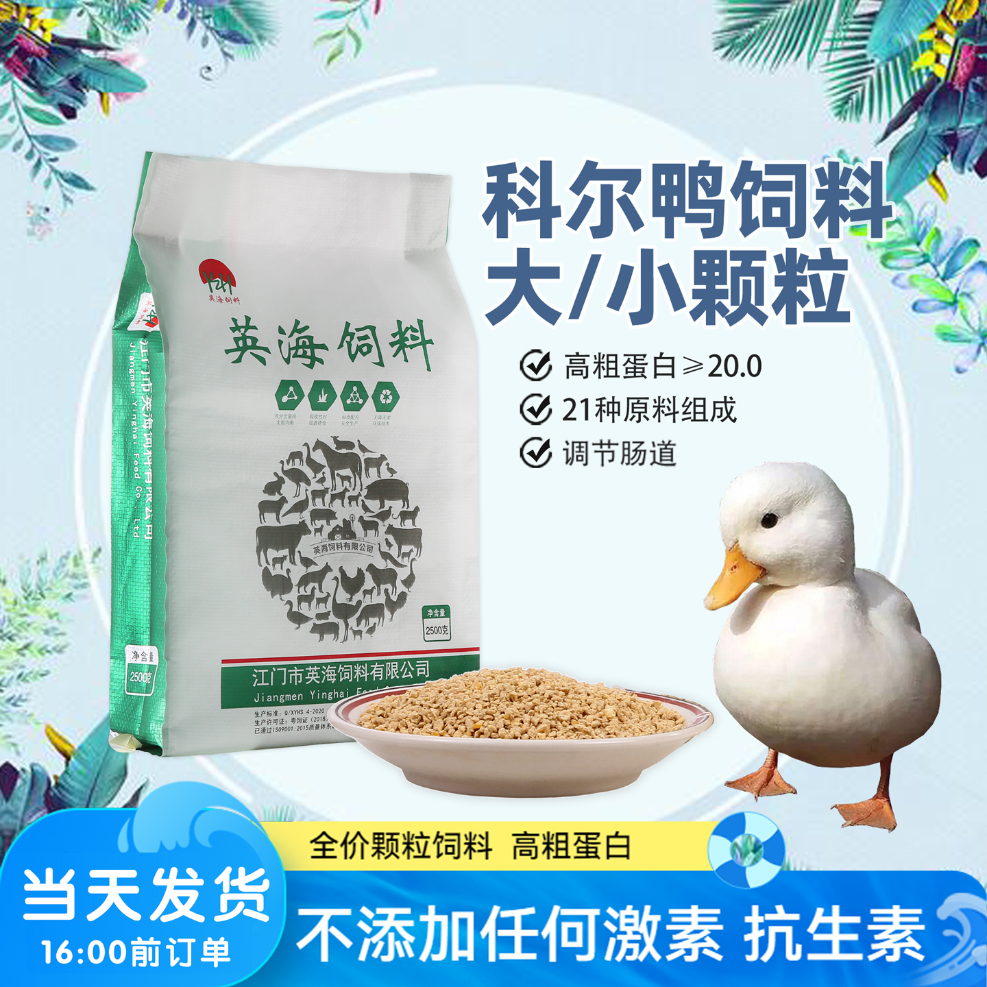 当天鸡鸭鹅英海柯尔鸭