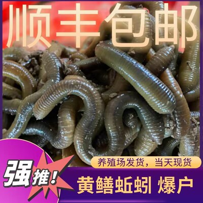 鲜活青蚯蚓特大号臭蚯蚓活体蚯蚓钓鱼鱼饵黑蚯蚓黄鳝诱饵活饵