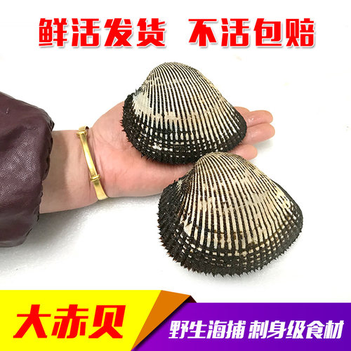 丹东鲜活大赤贝血蛤毛蚶包活
