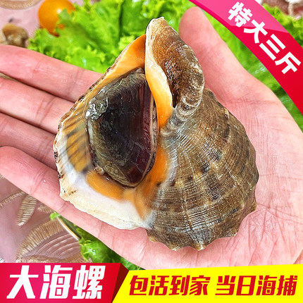丹东特大野生大海螺包活当日海捕鲜活海鲜水产特大海螺鲜新鲜花螺