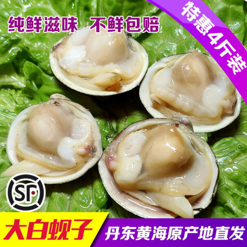 丹东大白蚬子大白蛤野生鲜活无沙珍珠贝花甲水产海鲜贝4斤包顺丰