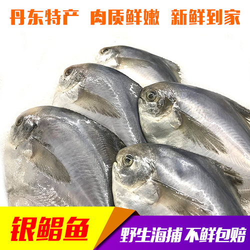 丹东银鲳鱼新鲜海捕冰鲜发货