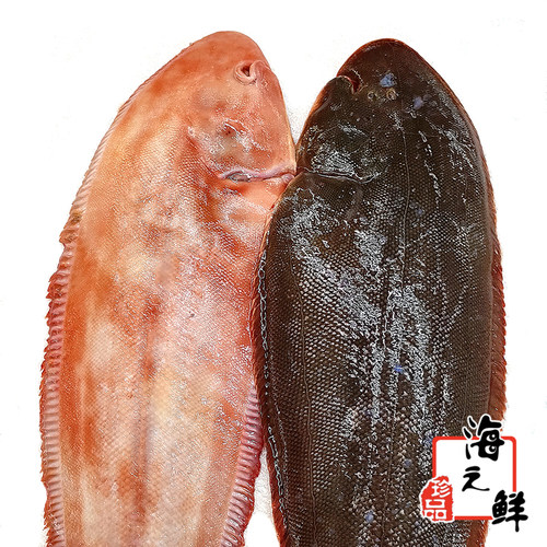 新鲜特大踏板鱼真龙利鱼两斤一条