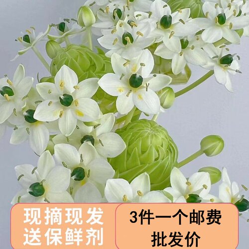 鲜花家用插花云南直发