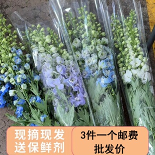 大飞燕鲜花蓝色浅紫色家用插花水培鲜切花束云南基地直发