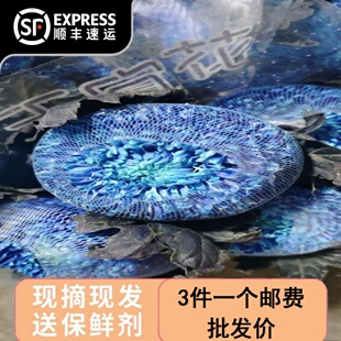 青花瓷牡丹菊鲜花云南基地直发鲜切花插花蓝色菊花鲜花花束花期长