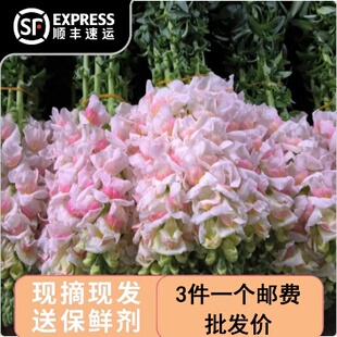 金鱼草云南斗南鲜花基地直发昆明花卉市场真花插花水养花市家用店