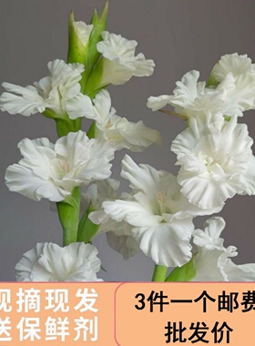 剑兰白色唐菖蒲鲜切花云南基地鲜花水培寓于节节高升家庭办公