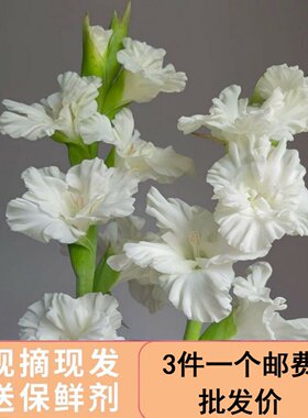剑兰白色唐菖蒲鲜切花云南基地鲜花水培寓于节节高升家庭办公