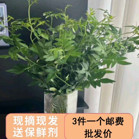 九星叶鲜花云南基地直发家用水培新鲜插花配花配草鲜切枝条图片