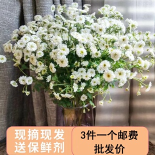 重瓣洋甘菊鲜花云南基地直发家用水养花瓶插花小清新花束稀有花材