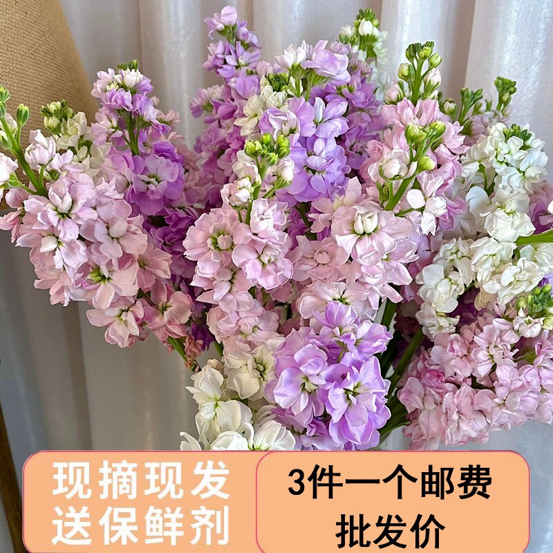紫罗兰鲜花家用插花康乃馨图片