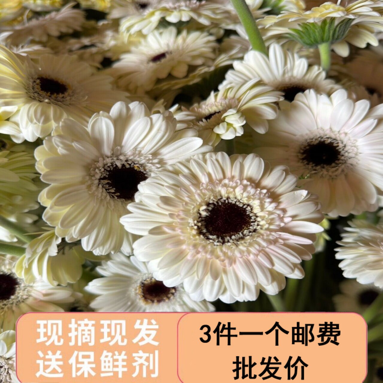 非洲菊玉镜鲜花鲜切花扶郎家庭水养插瓶鲜花婚庆办公用花稀有弗朗