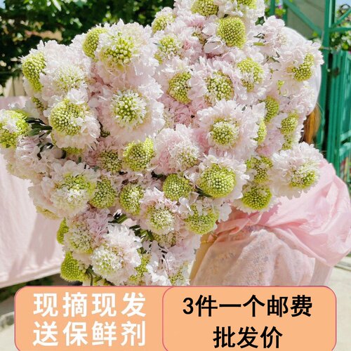 翠珠花圣代鲜花云南昆明直发松虫草办公室客厅花瓶水养送礼婚庆