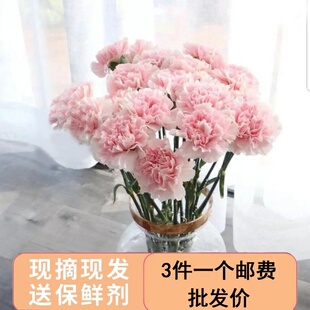 鲜花云南昆明直发康乃馨送妈妈家养插花瓶鲜切花