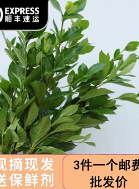 新鲜现彩栀子叶鲜花配草配绿叶花束搭配云南基地直发同城速递直批